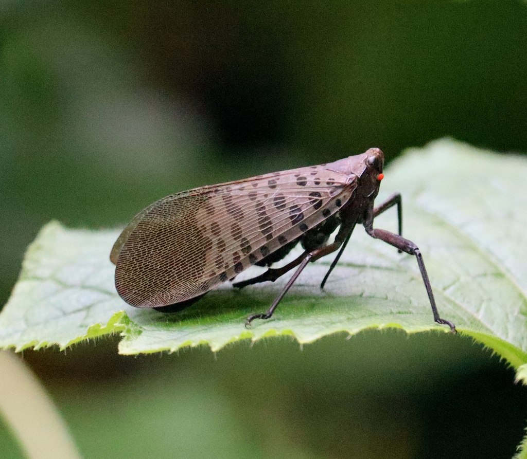 Lycorma imperialis