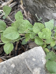 Carlowrightia torreyana