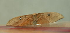 Traminda vividaria