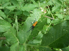 Desmocerus aureipennis