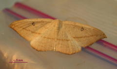 Traminda vividaria