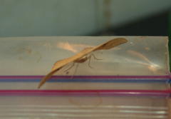 Traminda vividaria