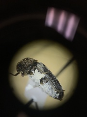 Dermestes caninus