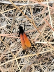 Calopompilus pyrrhomelas