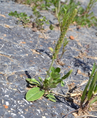 Plantago virginica