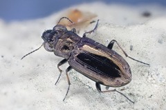 Notiophilus quadripunctatus