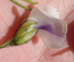 Psoralea kougaensis