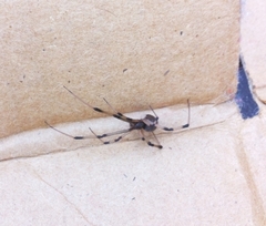Latrodectus geometricus