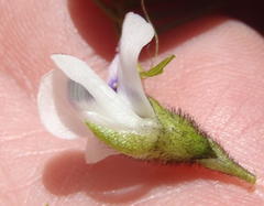Psoralea kougaensis