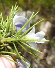 Psoralea kougaensis