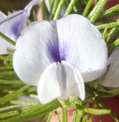 Psoralea kougaensis