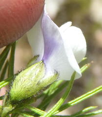 Psoralea kougaensis