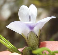 Psoralea kougaensis