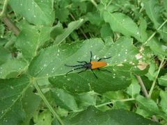 Desmocerus aureipennis