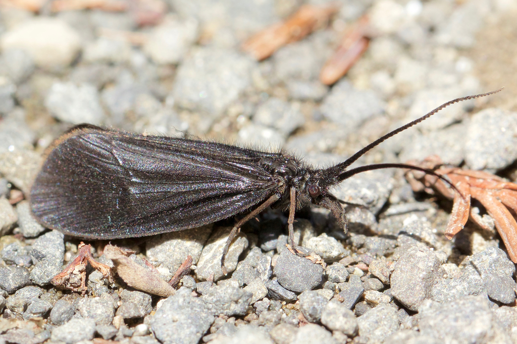Namamyia