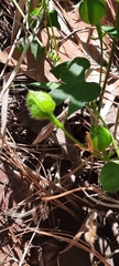 Ipomoea laeta