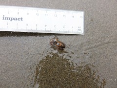 Polistes humilis humilis