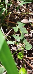 Ipomoea laeta