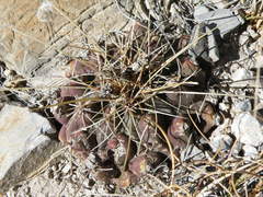Thelocactus