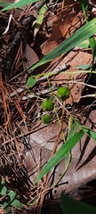Ipomoea laeta