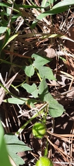 Ipomoea laeta