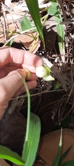 Ipomoea laeta