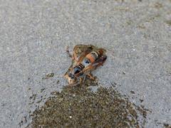 Polistes humilis humilis