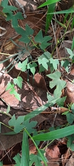 Ipomoea laeta