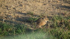 Chersomanes albofasciata