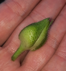 Ipomoea laeta