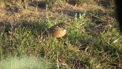 Chersomanes albofasciata