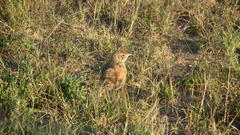 Chersomanes albofasciata