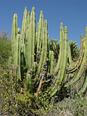 Isolatocereus dumortieri