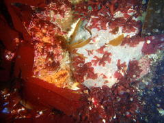 Rhodymenia obtusa