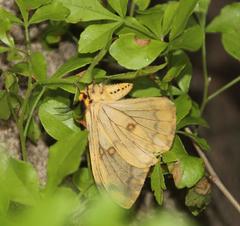 Pseudaphelia apollinaris