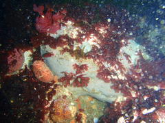 Rhodymenia obtusa