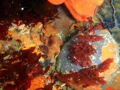 Rhodymenia obtusa