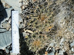Thelocactus