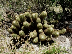 Coryphantha erecta