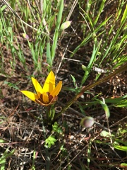 Pauridia canaliculata