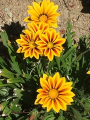 Gazania linearis