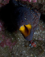 Gymnothorax nudivomer