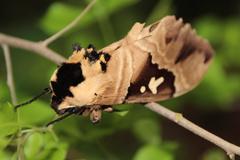 Lophostethus dumolinii