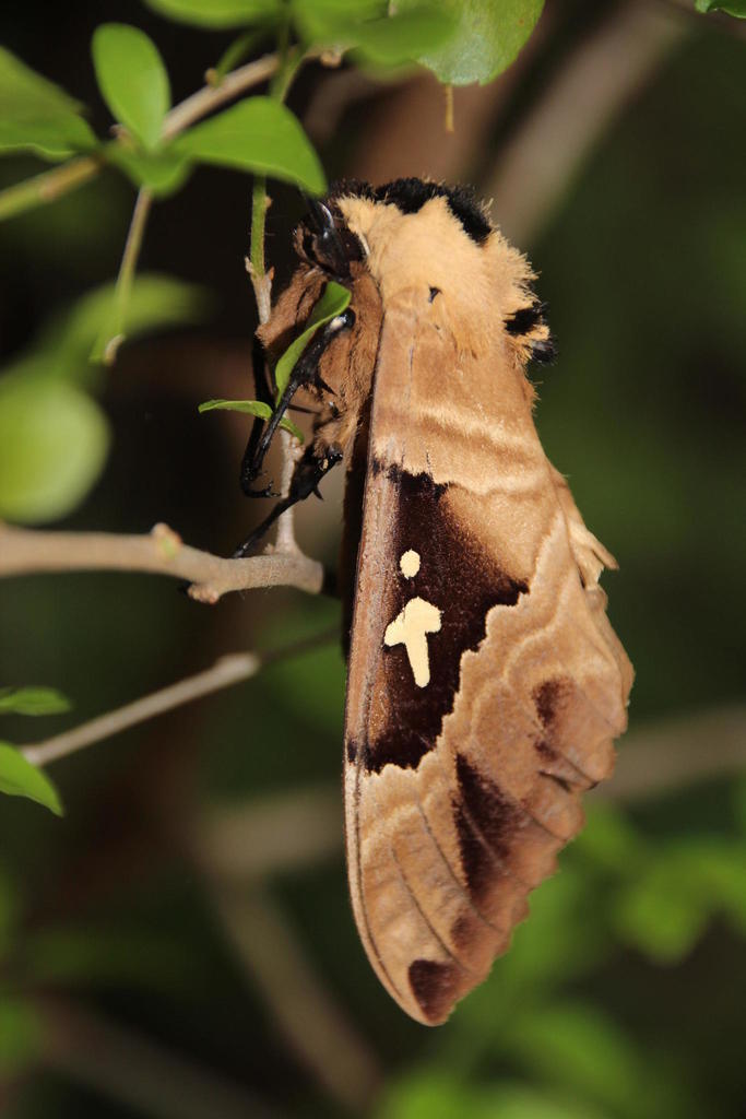 Lophostethus