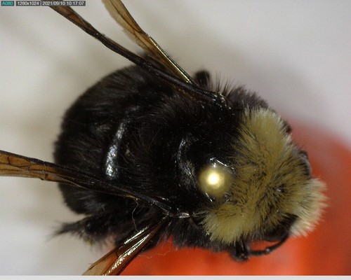 iNaturalist observation photo of Yellow-faced Bumble Bee
