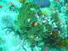 Exallosorus harveyanus