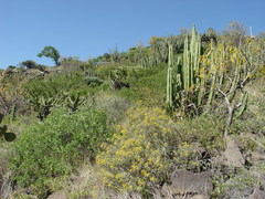 Isolatocereus dumortieri