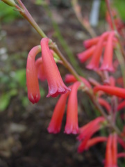 Polianthes graminifolia