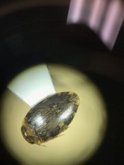 Laccophilus maculosus