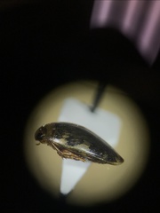 Laccophilus maculosus